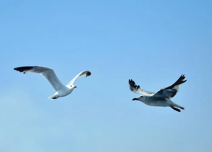 فندق مبيت وإفطار Contemoro غالّيبولي